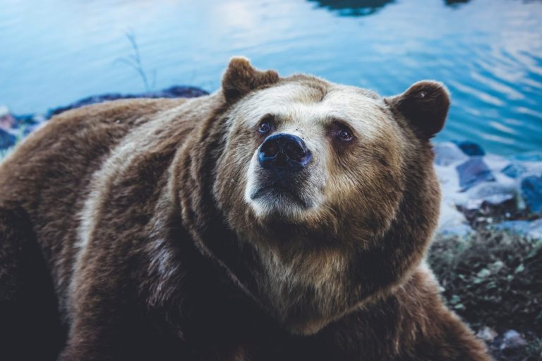 Prominent Trader: Bitcoin Price May Resolve Lower Due to Bear Trend 14