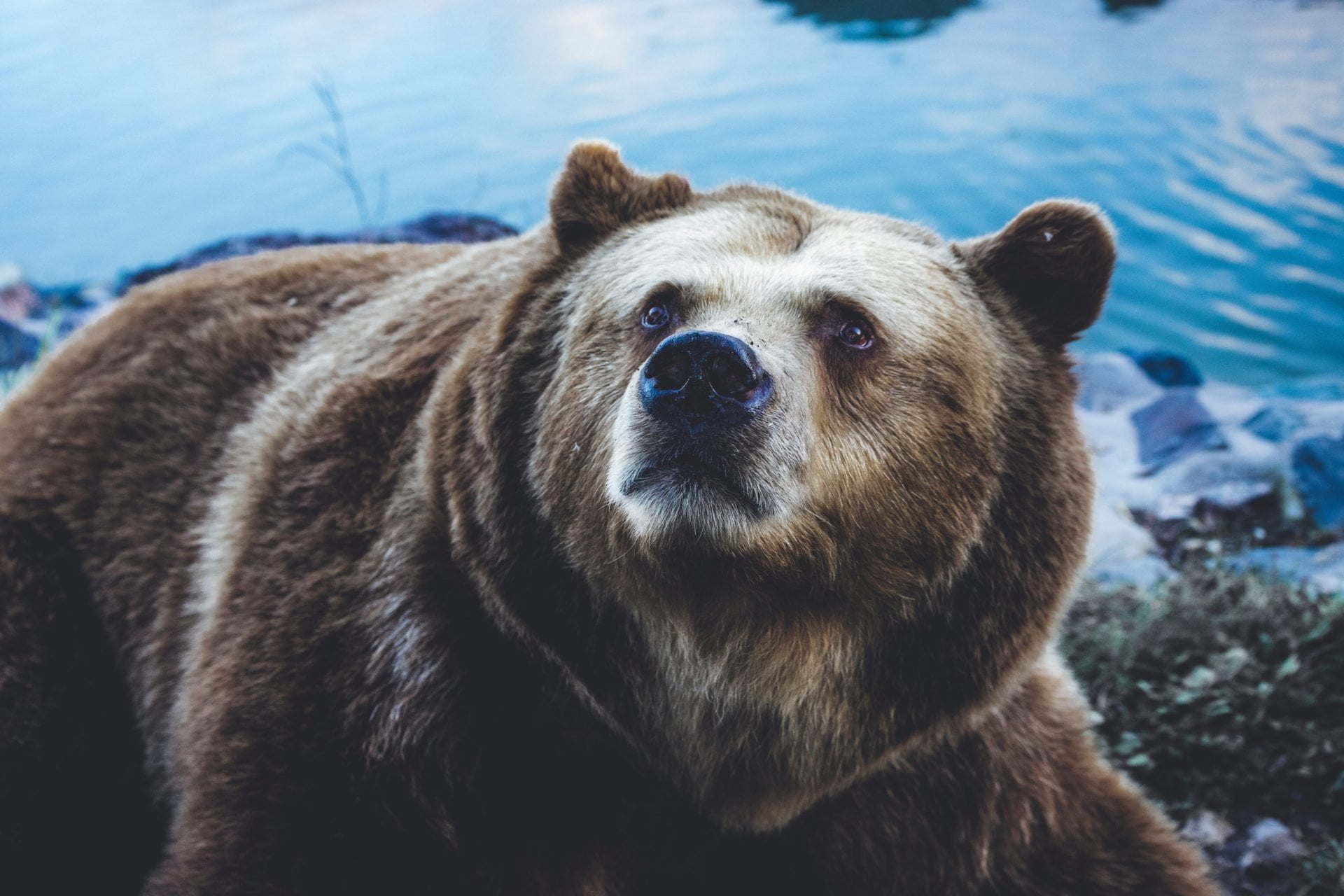 Prominent Trader: Bitcoin Price May Resolve Lower Due to Bear Trend 13