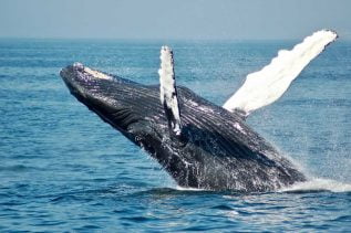 Bitcoin (BTC) Whale Leaves Twitter, Reappears on Bitfinex Pulse 22