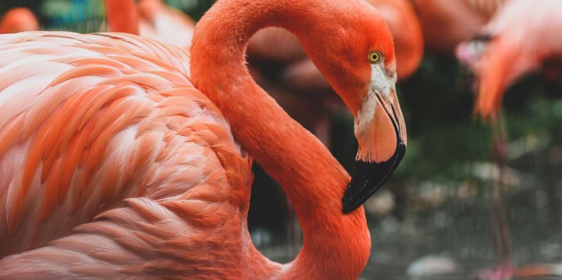 Neo (NEO) Dives into DeFi with Flamingo Finance (FLM) 20
