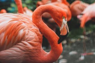 Neo (NEO) Dives into DeFi with Flamingo Finance (FLM) 15