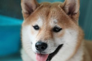 Dogecoin (DOGE) Could Undergo a Pullback to $0.25 - Report 23