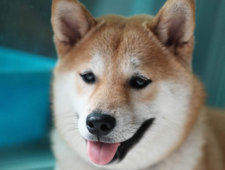 Dogecoin (DOGE) Could Undergo a Pullback to $0.25 - Report 16