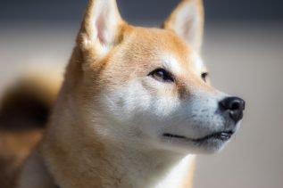 Elon Musk: I Haven't and Won't Sell any Dogecoin (DOGE) 26