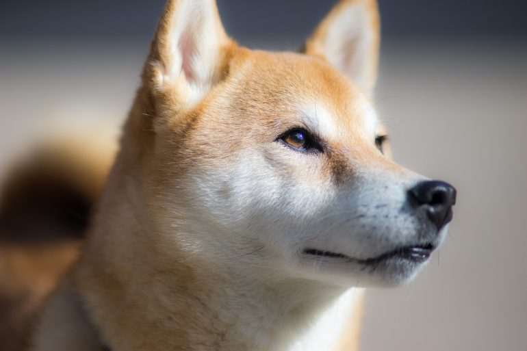 Elon Musk: I Haven't and Won't Sell any Dogecoin (DOGE) 14
