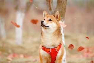 Shiba Inu (SHIB) Subreddit Subscribers Have Grown By 59,381% in Q2 18