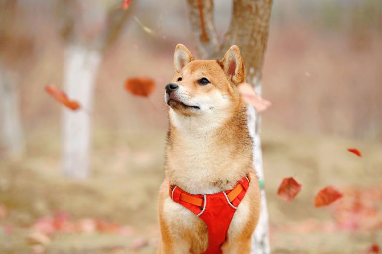 Shiba Inu (SHIB) is Now the 3rd Most Held Token by Whales on Ethereum 16